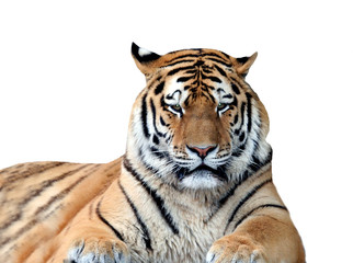 Fototapeta na wymiar Portret tygrysa na białym tle.