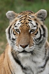 Naklejka premium Portrait of a beautiful big male tiger