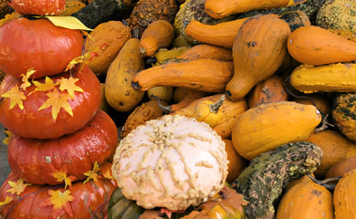 Pumpkins and Gourds colorful background.