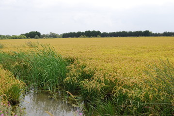 Obraz premium Rizière camarguaise