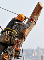 taglialegna su albero