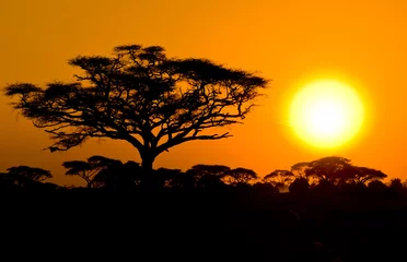  african sunset in savannah, kenya © javarman