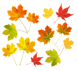 autumn leaves collection