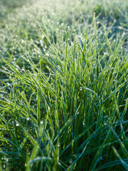 Grass with rime and dew drops in a morning light