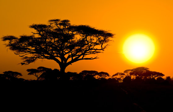 african sunset in savannah, kenya