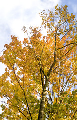 colorful tree in autumn