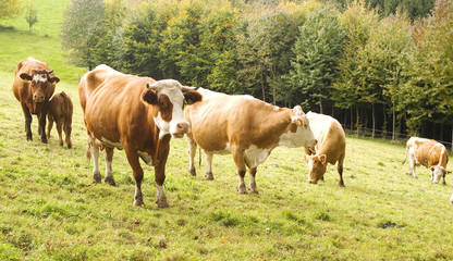 cows on a range