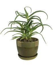 succulent aloes