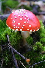 A  fly-agaric