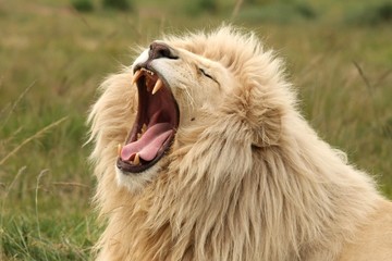 10+ Free Lion Teeth | Free HD Downloads - Pikwizard