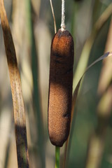 typha latifolia