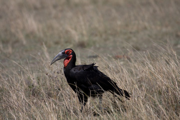 On the plains of the Masai Mara game reserve Kenya Africa