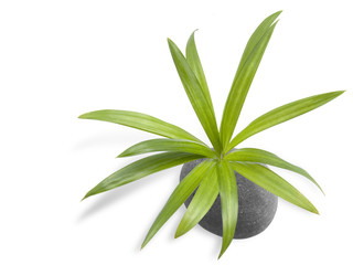 minéral et végétal