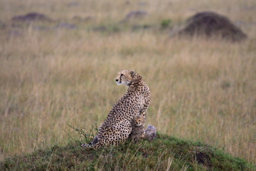 On the plains of the Masai Mara