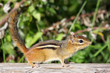 Eastern Chipmunk (Tamias striatus) on a log