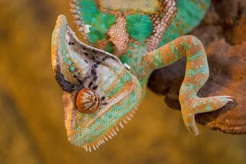 Cercles muraux Caméléon chameleon