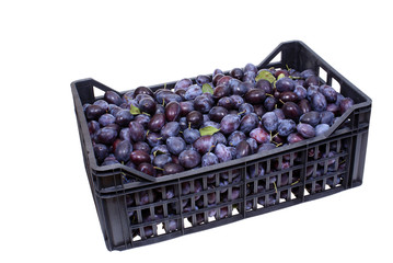 big basket full of plums isolated on white background