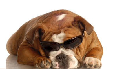 english bulldog wearing dark sunglasses - isolated on white