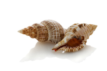 sea shells isolated