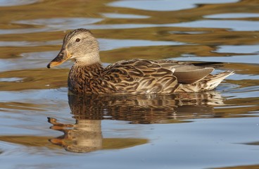 Mallard in the water