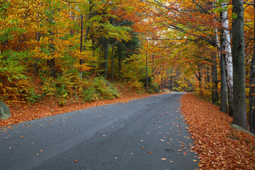 Obraz premium Road in colorful forest