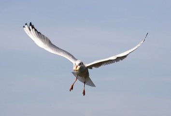 Möwe