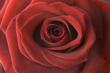 Close up of Rose