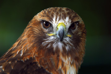 Red-tailed hawk