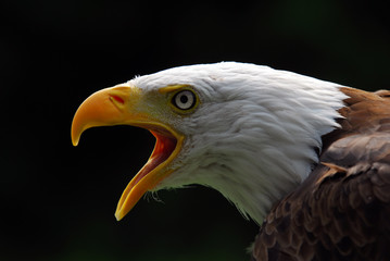 American Bald Eagle