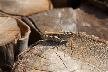 locust