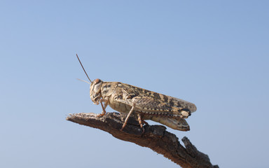 locust