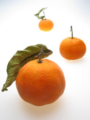 three fruits of  orange tangerine on  white background