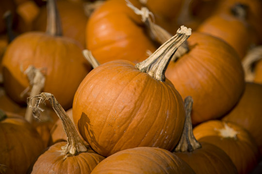 Horizontal image of pumpkins in a pumpkin patch.
