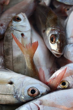 Marseille cri&eacute;e poissons bouillabaisse