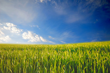 field green wheat and white clouds