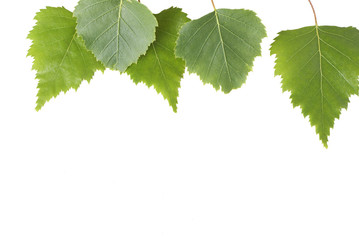 Beautiful green birch leaves isolated on white background