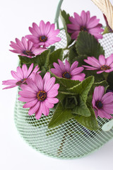 Pink daisies and leaves in metal basket isolated on white