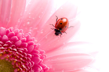flower petal with ladybug