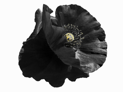 Isolated single black flower of a poppy; with clipping paths