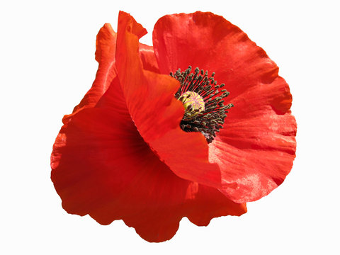Isolated single red flower of a poppy; with clipping paths
