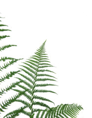 border of ferns ,isolated on white background