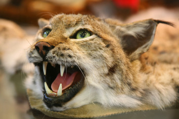 scare-crow of head  of lynx by close-up