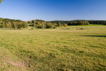 Fototapeta na wymiar green pastures in the autumn