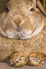 close up of a rabbit in resting mode