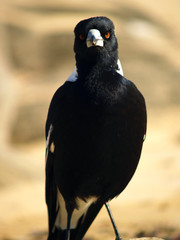 Australian Magpie (Gymnorhina tibicen) looking angry