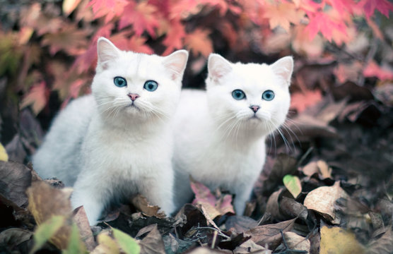 Lovely chinchilla kittens walking in a mysterious autumn forest