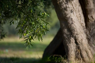 Fototapete Rund Olive © riccardo bruni