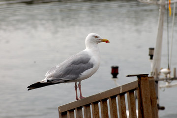 goéland