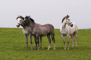 Shagya arab horses