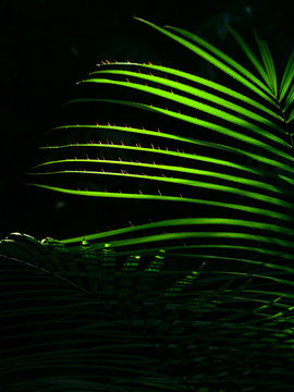 The sun shining through the leaves of palm leaves in the jungle